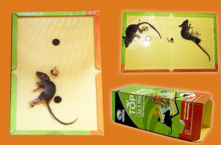Piège à colle pour rats et souris
